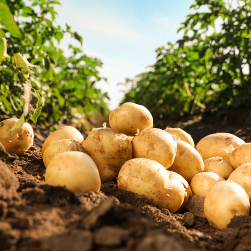 Des pommes de terres 
